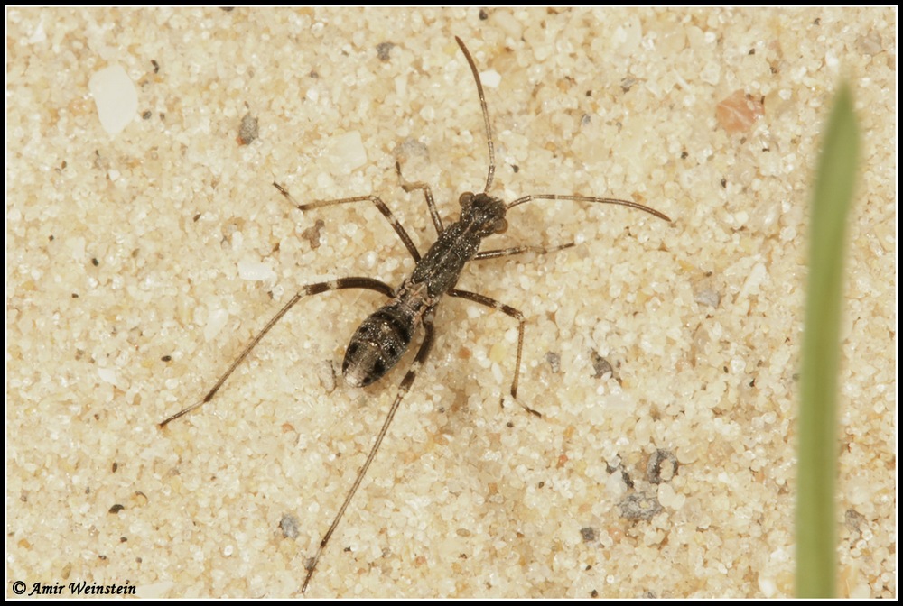 Heteroptera d''Israele: Alydidae nymphs